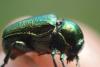 Cryptocephalus sp.